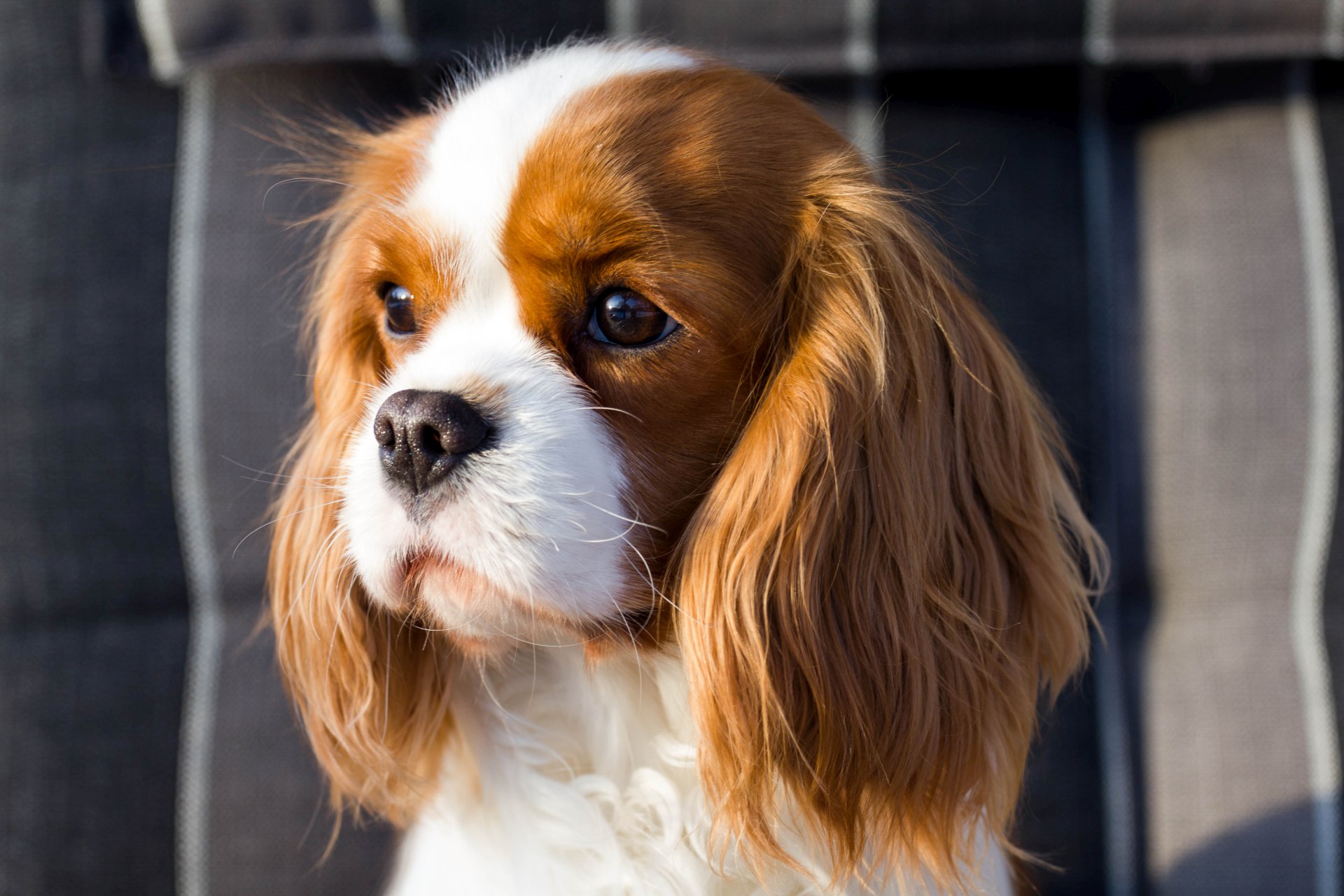 Jo da Elektrisk Held og lykke Summerblossom Cavalier King Charles Spaniel