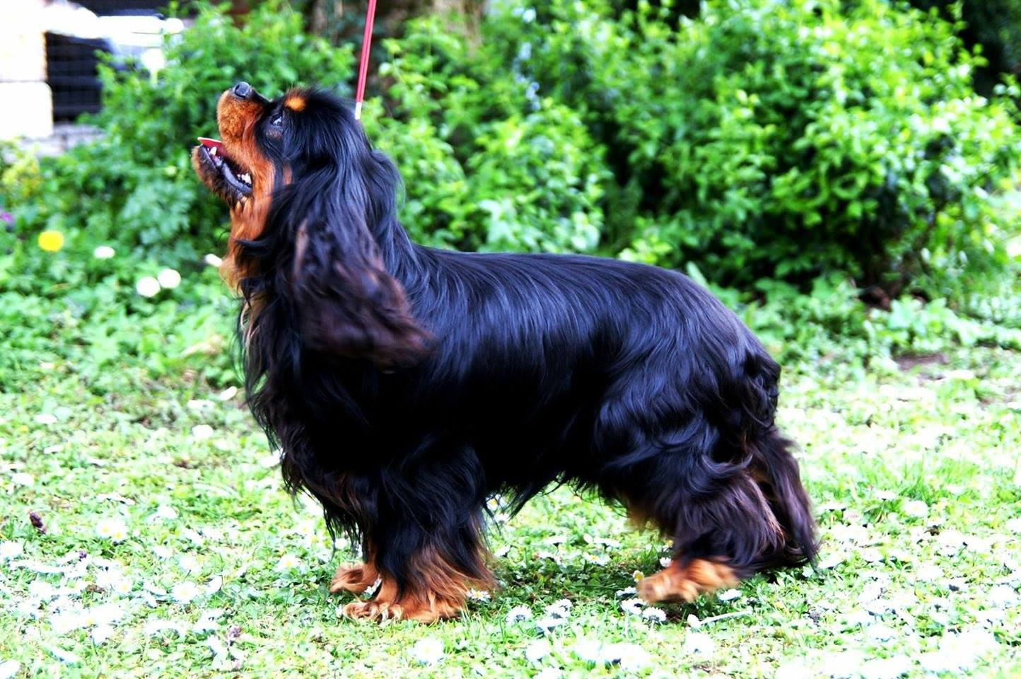 Grisu