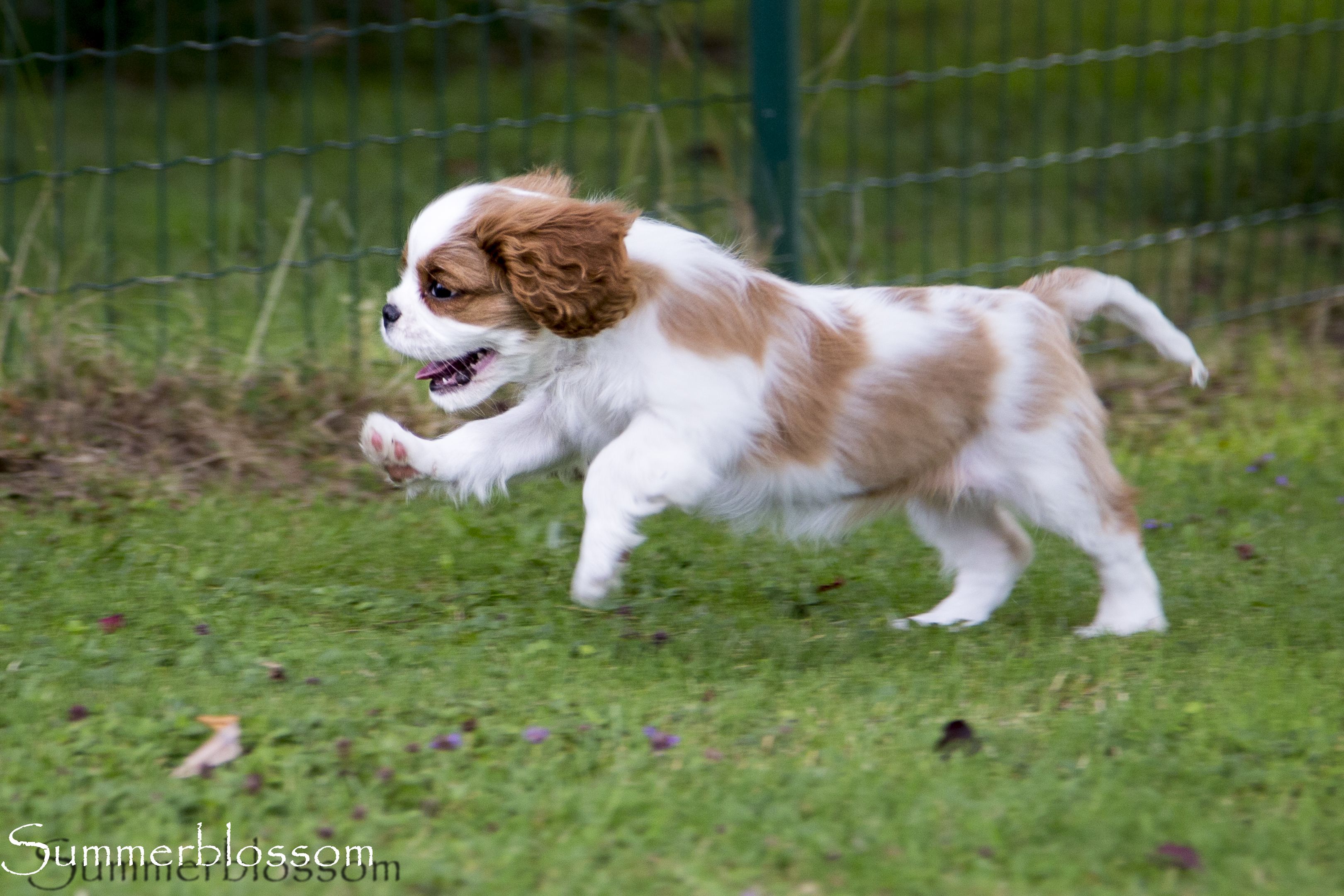 HWurfHazelRun