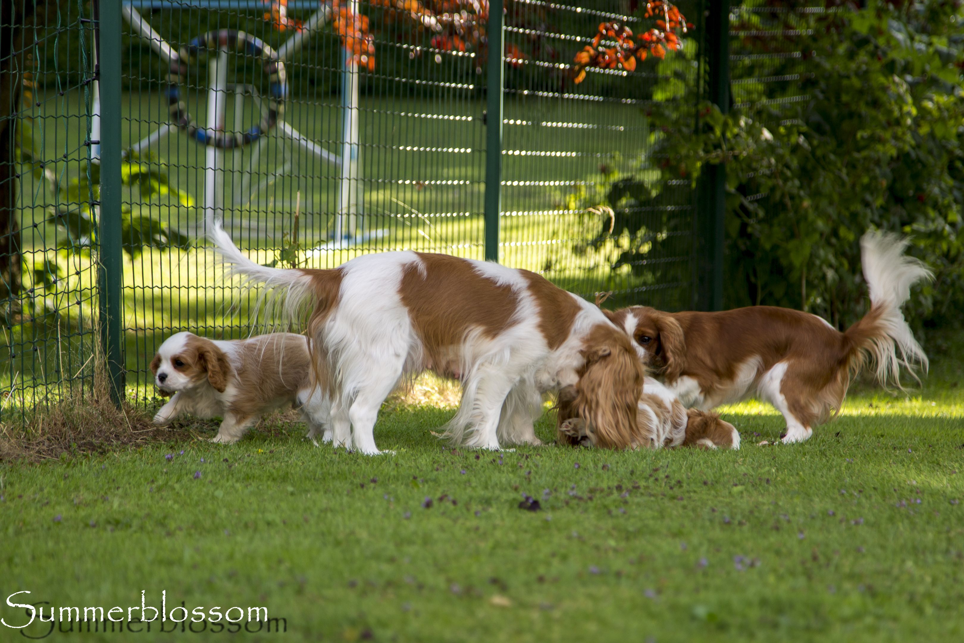HwurfFamilieHunde